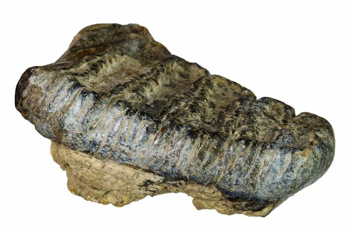 Fossil Baby Stegodon Molar - Indonesia #148074